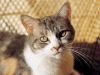 Captcha image 7386