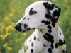 Captcha image 8298
